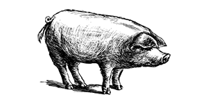 Il Maiale nero